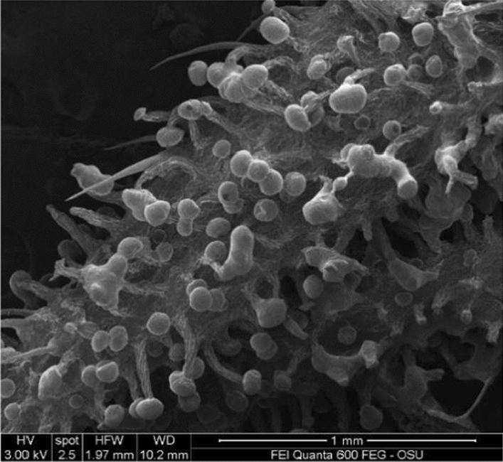 Non-extracted Red Bordeaux flower part with glandular trichomes.