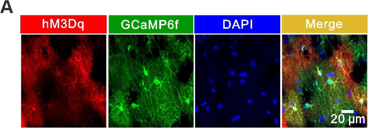 EGFP is expressed in GABAergic interneurons in the stratum radiatum of the hippocampus.(A) Schematic illustrating the procedure of AAV2/9 microinjections into the stratum radiatum of the hippocampus.(B) Confocal images showing EGFP (green) and GAD67 (red, white arrow)-expressing cells in the stratum radiatum of the hippocampus.(C and D) mDLx::EGFP was expressed in >98% of interneurons in the stratum radiatum of the hippocampus, with >98% specificity.