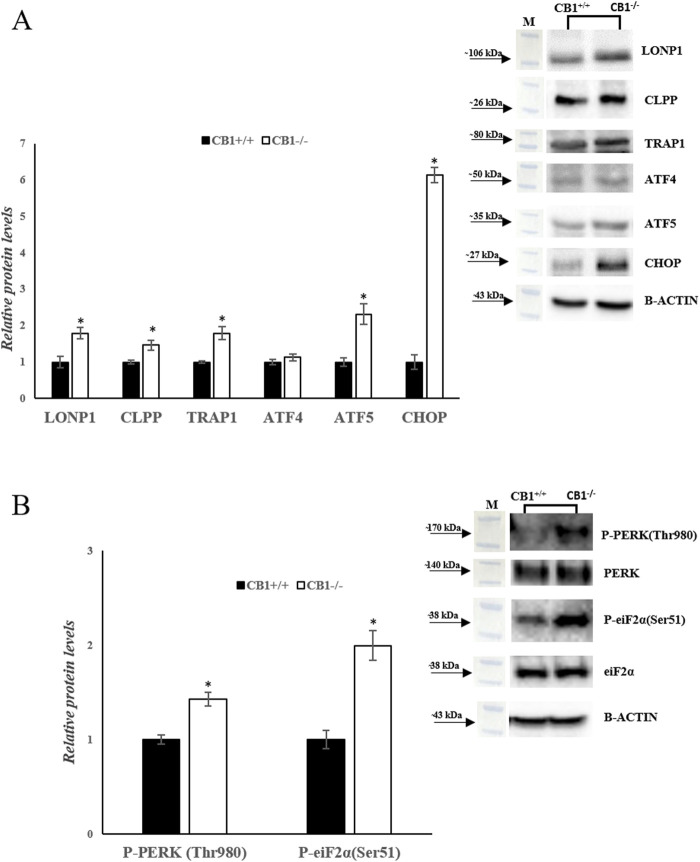 CB1 deletion affects UPRmt and UPRER processes. (A) and (B) Representative immunoblots of LONP1, CLPP, TRAP1, ATF4, ATF5, CHOP, P-PERK(Thr980), P-eiF2α(Ser51) in the liver of CB1+/+ and CB1−/− mice. The protein level was normalized to that of B-ACTIN and/or to the total forms for phosphorylated proteins. Histograms show the results of densiometric analysis of immunoblots. All values are represented as mean ± SEM; (n = 5/group). Student’s t-test was used for statistical analysis. p < 0.05 was considered significant. *p < 0.05 vs. CB1+/+. Abbreviations: LONP1, Lon Peptidase 1; CLPP, Caseinolytic Mitochondrial Matrix Peptidase Proteolytic Subunit; TRAP1, TNF Receptor Associated Protein 1; ATF4, Activating Transcription Factor 4; ATF5, Activating Transcription Factor 5; CHOP, C/EBP Homologous Protein; PERK, Protein Kinase R (PKR)-Like Endoplasmic Reticulum Kinase; eiF2α, Eukaryotic Translation Initiation Factor 2A.