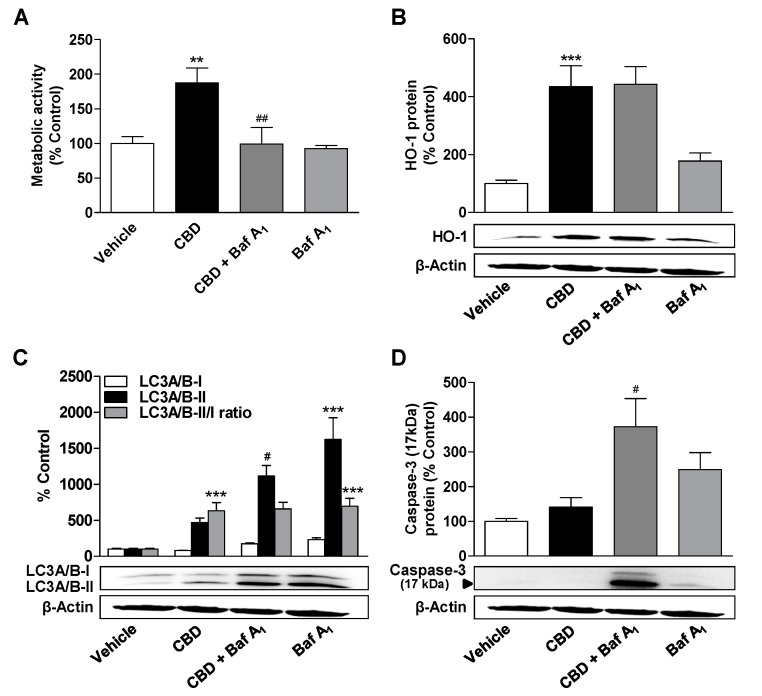 Influence of the autophagy inhibitor bafilomycin A1 (Baf A1) on the effects of CBD on metabolic activity, autophagy, apoptosis, and HO-1 expression. ADMSCs were pretreated for 30 min with bafilomycin A1 (100 nM) and after subsequent addition of CBD (3 µM) or vehicle, the cells were co-incubated with the substances or vehicles for 24 h. Afterwards, the cells were analyzed for metabolic activity (A), HO-1 (B), and LC3A/B-I/II (C) expression as well as caspase-3 cleavage (D). The protein expression values were normalized to β-actin. The same actin blot was used as control in (B–D), since the proteins analyzed in these Western blots were resolved on the same gel. The percentage control provides a comparison with the vehicle-treated group (set to 100%). The data represent mean values ± SEM of n = 9 (A), n = 10 (B,C), and n = 5 (D) different donors. ** p < 0.01, *** p < 0.001 vs. vehicle control; # p < 0.05, ## p < 0.01 vs. CBD; one-way ANOVA with Bonferroni’s post hoc test.