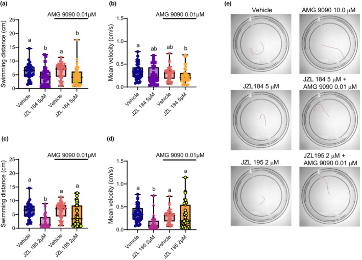 Blocking TRP channels with AMG 9090 prevents the escape swimming deficits caused by dual FAAH/MAGL inhibition, but not deficits caused by singular MAGL inhibition. Escape swimming in response to an acute touch stimulus was assessed in zebrafish embryos at 2 days post‐fertilization (dpf). The effect of ~24‐h drug treatment on embryonic escape swimming distance (cm) and mean velocity (cm/s) was measured, and mean ranks of treatment groups were compared against each other. In each respective treatment group, the horizontal line within its boxplot represents the median value which is surrounded by the interquartile range, while the error bars represent the maximum and minimum values. (A, B) The effects of the vehicle control (n = 35), 5 μM JZL 184 (n = 33), 0.01 μM AMG 9090 (n = 40), and 5 μM JZL 184 in the presence of 0.01 μM AMG 9090 (n = 40) on escape swimming was compared. (C, D) The effects the vehicle control (n = 35), 2 μM JZL 195 (n = 38), 0.01 μM AMG 9090 (n = 40), and 2 μM JZL 195 in the presence of 0.01 μM AMG 9090 (n = 39) on escape swimming was compared. (E) Representative tracings of the swimming paths are shown for vehicle, 0.01 μM AMG 9090, 5 μM JZL 184, 5 μM JZL 184 + 0.01 μM AMG 9090, 2 μM JZL 195 and 2 μM JZL 195 + 0.01 μM AMG 9090. N = 4 experiments with 8–10 animals per experiment for each treatment. Columns which share the same letter(s) of the alphabet are not statistically different from one another (Kruskal–Wallis, followed by Dunn's multiple comparisons test—where statistical significance was determined as p < 0.05).