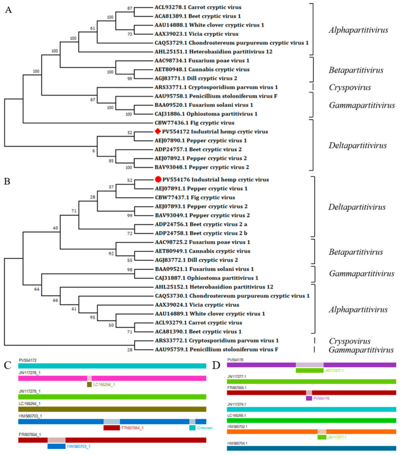 Molecular phylogenetic analyses of partitiviruses and recombination analyses of deltapartitiviruses. (A) Partitiviruses phylogenetic tree based on RdRp aa sequences; (B) partitiviruses phylogenetic tree based on CP aa sequences. The ML trees were conducted in MEGA 7.0 with 1000 bootstrap replicates, and the red square and the red dot are our sequences. (C) DsRNA1 recombinant clades suggested by the RDP4, (D) dsRNA2 recombinant clades suggested by the RDP4.