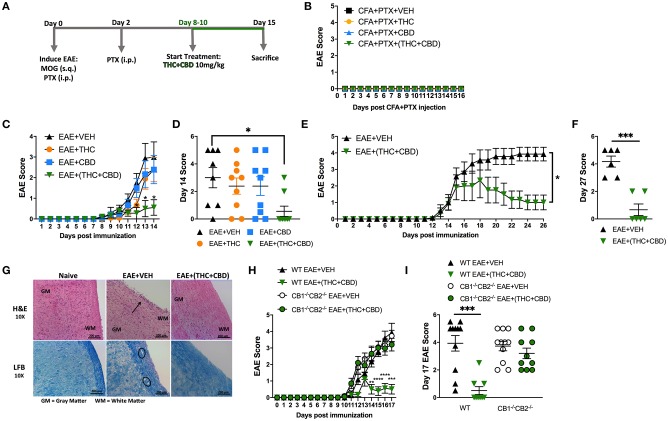 Combination of THC+CBD attenuates EAE by suppressing neuroinflammation. EAE was induced in C57BL/6 mice using CFA+PTX+MOG, as described in Methods. These mice were treated with cannabinoids and the mice were studied for clinical signs of paralysis and neuroinflammation. (A) Experimental timeline. EAE mice were treated daily with THC (10 mg/kg), CBD (10 mg/kg), or a combination of THC+CBD (10 mg/kg each) starting at 8–10 days after MOG immunization. (B) Controls consisting of mice that received CFA+PTX only that received cannabinoids. (C,D) Clinical scoring of EAE symptoms in mice treated with Veh, THC, CBD, or THC+CBD. (E,F) EAE scoring in an extended experiment until day 27 in Veh vs. THC+CBD treated EAE mice. (G) Representative H&E images and LFB staining in spinal cord tissues to detect cellular infiltration and demyelination, respectively. (H,I) EAE scoring in WT or CB1−/−CB2−/− double knockout mice treated with either Veh or THC+CBD. Data presented are mean ± SEM. For (B,C,H), significance was determined by two-way ANOVA with a Dunnett post hoc test. For (D,I), one-way ANOVA with a Dunnett post hoc test was used. For (E) Mann-Whitney U test was performed excluding scoring values before initiation of treatment. For (F), an unpaired two-tailed T-test was performed. For (J), one-way ANOVA with a Sidak correction was used. ****p < 0.0001, ***p < 0.001, **p < 0.01, *p < 0.05.