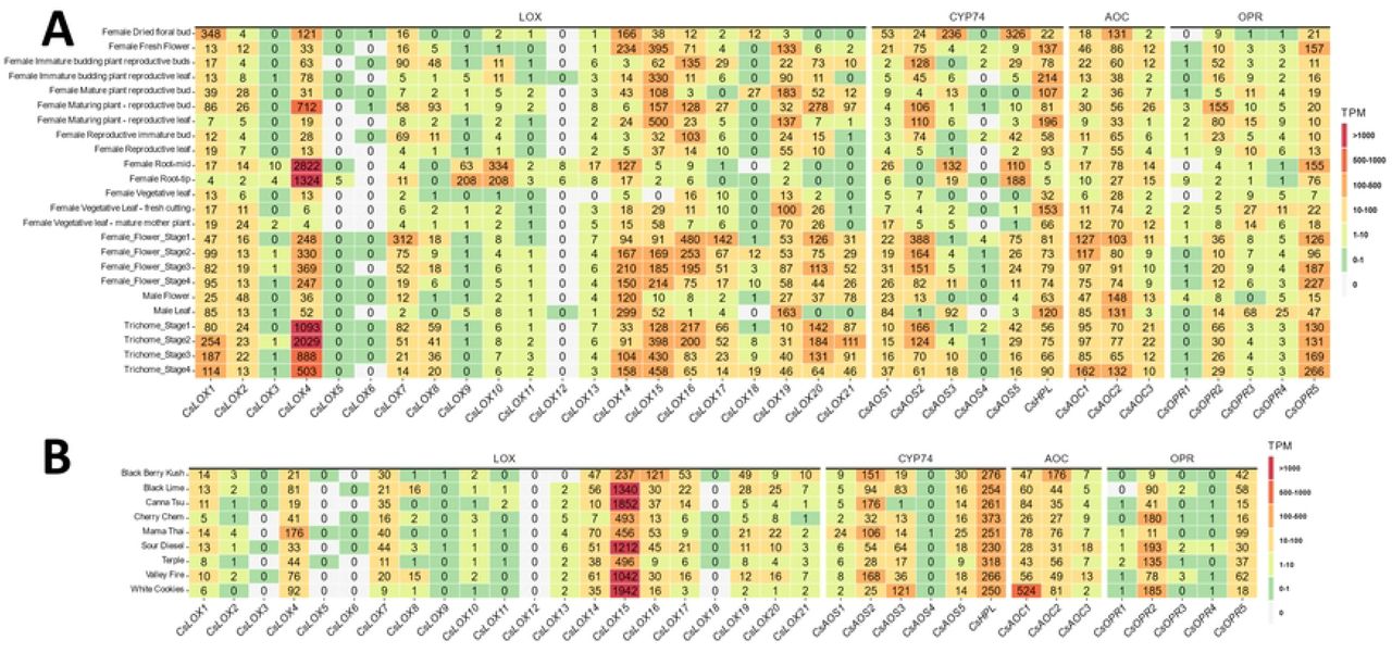 Heatmaps showing expression of oxylipin biosynthetic genes from the C. sativa gene expression atlas (A) or female trichomes of diverse marijuana lines (B). Cells values are rounded TPM values and are colored according to legend