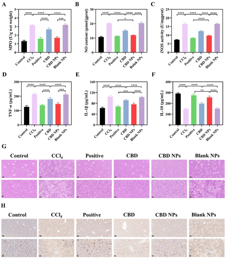 Mitigating effects of CBD NPs on inflammation in liver tissue of ALI mice. Effects of CBD NPs on (A) MPO, (B) NO, (C) iNOS, (D) TNF-α, (E) IL-1β, and (F) IL-10 levels. (G) H & E staining analysis. (H) Immunohistochemical analysis. Values are presented as mean ± SD (n = 3). Statistical significance is indicated as follows: * p < 0.05, ** p < 0.01, *** p < 0.001, and **** p < 0.0001.