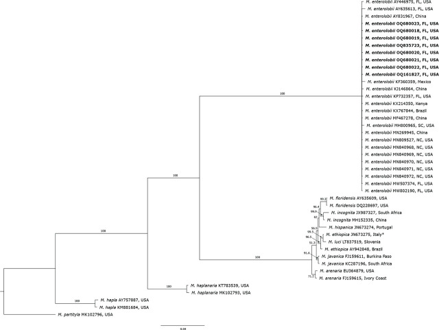 Bayesian 50% majority-rule consensus tree inferred from mitochondrial DNA DNA fragment of cytochrome c oxidase subunit II to large subunit 16S rRNA genes from C2F3/1108 primer set. Populations of Meloidogyne enterolobii obtained in this study are represented in bold. GenBank accession number proceed species and origin. *Recently reclassified as Meloidogyne luci (Stare et al., 2017).
