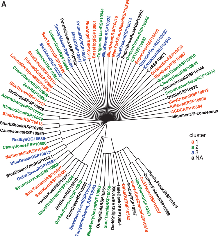 Phylogenetic trees constructed based on the combined polymorphisms of three gene fragments for IDI, GPP, and THC. The 72 samples that were selected for sequencing represented the three different terpenoid patterns typical for each cluster. Phylogenetic analysis was performed to assess the difference from the consensus sequence. Samples connected to the consensus sequence with a straight line are different at one location, but each location is different from the other samples. Note that 54% of sequenced samples are different by one change from the consensus. All three terpenoid clusters are represented in this group, but are randomly distributed throughout the tree without a pattern (A). Twelve clades were assigned during the analysis and are designated by different branch colors (B). The probabilities of these clades being formed as determined by Bayesian inference are printed as percentages on the base branches (C). GPP, geranyl diphosphate synthase small subunit 2; IDI, isopentenyl-diphosphate delta isomerase; and THC(s), tetrahydrocannabinolic acid synthase.