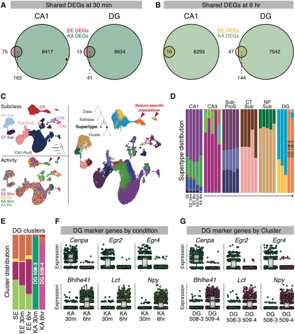 The activity-dependent transcriptome obscures cell identity in DG.(A-B) Venn diagrams of shared DEGs between KA or EE vs SE at 30 min (A) or 6 hr (B) in CA1 (nEE30m = 3329 nuclei, nSE = 1907 nuclei, nKA30m = 354 nuclei) and DG (nEE30m = 7119 nuclei, nSE = 6754 nuclei, nKA30m = 961 nuclei). DEGs were defined as genes with absolute log2(FC) > 1.5 and FDR < 0.05 using pseudobulk expression (Methods).(C) Re-embedded UMAPs of excitatory neuronal nuclei colored by Subclass (left, top), activity condition (left, bottom), or Supertype (right). Cross-reference of the UMAPs reveals KA-specific populations marked by red arrows.(D) Distribution of Supertypes within each subclass across different conditions. Colors within each column represent proportions of different Supertypes within the labeled Subclass.(E) As in (D), but for DG Clusters only.(F-G) Single-nucleus, SC-transformed expression (Hafemeister & Satija 2019) of marker genes for DG Cluster identity, plotted by condition (F) or Cluster (G)