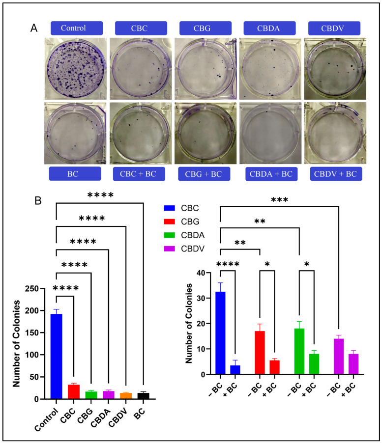 The effect of CBC, BC, and CBC + BC on colony formation in MDA-MB-231 Dox RT cells. (A) Representative images of crystal violet-stained colonies after treatment with individual cannabinoids (CBC, CBG, CBDA, CBDV), BC, and their respective combination treatments (CBC + BC, CBG + BC, CBDA + BC, CBDV + BC) for 14 days. The number of colonies was markedly reduced in the combination treatment groups compared to either treatment alone. (B) Quantitative analysis of colony numbers. The left panel displays the inhibitory effects of individual cannabinoids compared to the control. The right panel represents the synergistic reduction in colony formation when cannabinoids were combined with BC treatment. Data are presented as mean ± SD (n = 3). Statistical significance was determined using one-way ANOVA followed by Tukey’s post hoc test (* p < 0.05, ** p < 0.01, *** p < 0.001, **** p < 0.0001).
