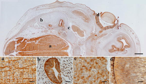 Photomicrographs of the developing canine embryo. The image on top shows all the structures (low magnification) that are enlarged in a–d; a high magnification of the parasagittal area of the hindbrain where rostro-caudal fibres and transverse fibres are visible; b high magnification of the developing semi-circular canal (transverse section) where epithelial immunoreactivity is visible as cytoplasmic staining; c high magnification of the cochlear ganglion showing cytoplasmic immunostaining of cell bodies; d high magnification of the outer layer of the optic cup (future pigmented layer of retina) showing cytoplasmic immunoreactivity. Scale bar is 500 µm in the top image and 20 µm in a–d