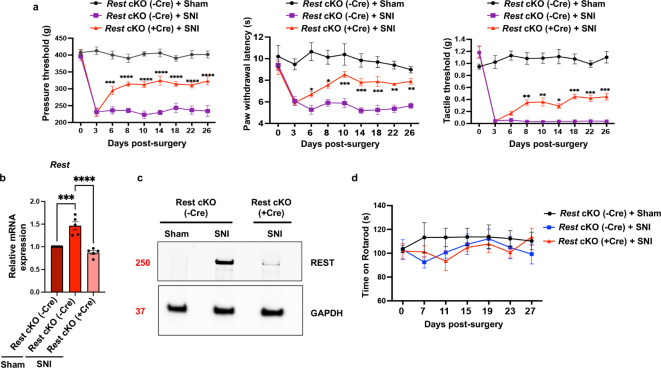(a) DRG neuron-specific Rest cKO attenuates nerve injury-induced pain hypersensitivity in mice. Nerve injury-induced pain hypersensitivity was assessed in Rest cKO mice as described in Fig. 1. The mouse groups were: Rest cKO (-Cre) + sham, Rest cKO (-Cre) + SNI, and Rest cKO (+ Cre) + SNI. N = 6 per group. A two-way ANOVA followed by Tukey’s multiple comparison test was used. P-values are shown compared with Rest cKO (-Cre) + SNI group. Data are presented as mean ± SEM. (b–d) SNI results in decreased mRNA and protein levels of the Rest gene in the injured DRG of Rest cKO mice compared with their wild type littermates, but it does not cause significant changes in the rotarod assays. (b) mRNA samples from the L3/L4 DRG tissues of mice, as characterized in Fig. 4a, were analyzed. The mouse groups were: Rest cKO (-Cre) + sham, Rest cKO (-Cre) + SNI, and Rest cKO (+ Cre) + SNI. RT-qPCR analysis was used to measure the levels of Rest transcripts. Gapdh was used as an internal control. A two-way ANOVA followed by Tukey’s multiple comparison test was used. Data are presented as mean ± SEM. N = 5 mice per group. P-values are shown. (c) Western blotting assays from the L3/L4 DRG tissues to detect REST protein. GAPDH was used as an internal control. Approximate molecular weights in kilodalton are also shown. (d) Rotarod assays of Rest cKO mice indicated no significant difference between sham and SNI treatment.