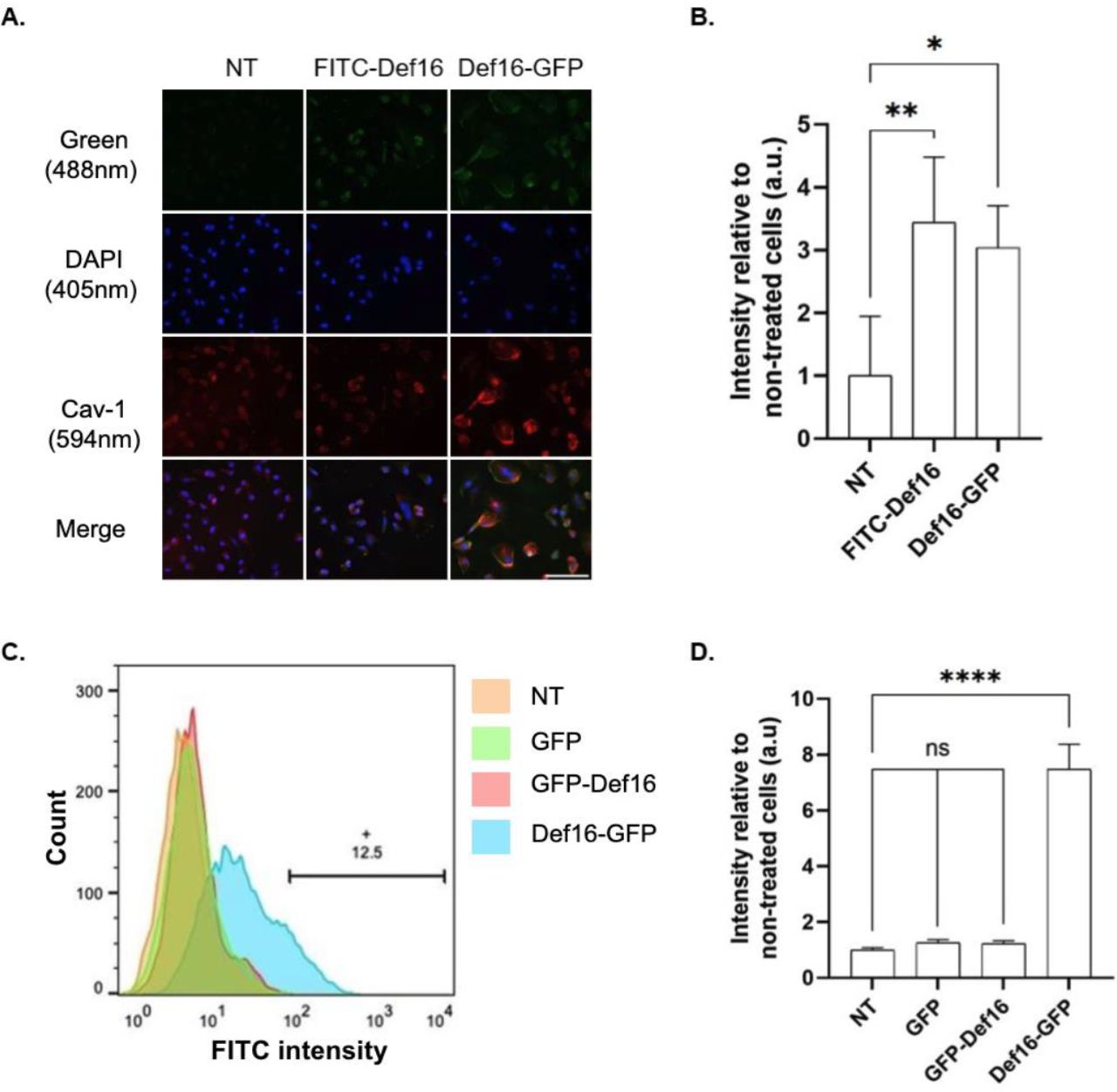 Low-temperature effect on the cellular uptake of Def16 conjugates in HeLa cells.(A) Representative confocal images of HeLa cells incubated with 5 μM of FITC-Def16 and Def16-GFP for 2 hours at 4 °C. Images of cells were taken by confocal microscopy, visualizing FITC or GFP (green), DAPI (blue) and Cav-1 (red). Scale bar: 100 µm. (B) Quantification of confocal images signal intensity. Bars show the mean green fluorescence intensity relative to non-treated cells and normalized to the number of cells. Values were measured using Color Threshold tab in Fiji. Values show the mean ± SD of three replicates. ns -non-significance, *:p<0.012, **:p<0.0026. (C) Flow cytometry analysis of the cellular uptake of FITC-Def16 and Def16-GFP to HeLa cells incubated with 5 μM of the recombinant proteins for 2h at 4°C. Diagram representing the uptake of the FITC or GFP-containing cells based on the flow cytometry analysis of three independent experiments. NT -Non-treated. The horizontal bar and number indicate the percentage of gated GFP-positive cells. (D) Quantitative evaluation of flow cytometry signal intensity. Values were measured using FloJo flow cytometry software. Mean and SD values are calculated from three replicates. ns -non-significance, ****:p<0.0001.