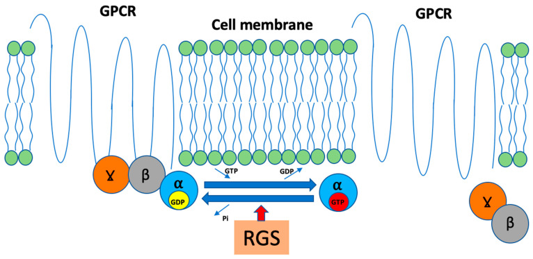 Scheme of RGS function. GPCR; G-protein coupled receptor, GDP; guanosine diphosphate, GTP; guanosine triphosphate, RGS; regulator of G-protein signaling, α, β, γ; G protein subunits.