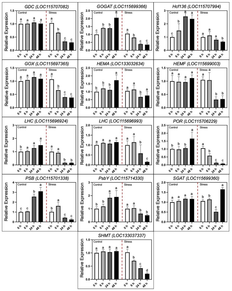 qRT-PCR analysis of identified hub DEGs.The expression verification of 13 DEGs of photosynthesis linked chlorophyll synthesis and photorespiratory metabolism. Statistical letters exhibit the significant differences among expression levels in comparative groups of control (CK) and alkali-stress (NaHCO3 (250 mmol·L−1)) treatments at different time intervals, respectively.