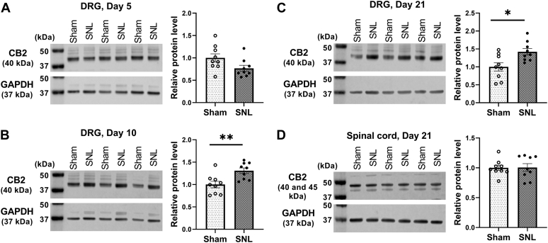 Nerve injury causes a delayed and sustained increase in CB2 expression in the DRG.A–C, representative gel images and quantification of CB2 protein level in the rat DRG 5 (A), 10 (B), and 21 (C) days after sham or SNL surgery. D, representative gel images and quantification of CB2 protein level in the rat dorsal spinal cord 21 days after sham or SNL surgery. Data are shown as means ± SEM (n = 9 rats per group). GAPDH was used as endogenous loading control, and the mean value in the sham group was normalized to 1. ∗p < 0.05, ∗∗p < 0.01, compared with the sham group (Two-tailed Student’s t test). CB2, Type-2 cannabinoid receptors; DRG, dorsal root ganglion; SNL, spinal nerve ligation.