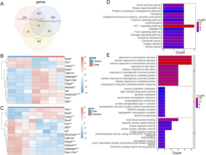 Identification of DE-ERSRGs and functional enrichement analysis. (A) Venn diagram of 13 DE-ERSRGs by overlapping DEGs in control vs. case group, DEGs in case group vs. treatment, with 826 ER stress-related genes. (B) Heat map of expression of 13 DE-ERSRGs in control and case groups. (C) Heat map of expression of 13 DE-ERSRGs in the case and treatment groups. (D) KEGG pathway analysis of 13 DE-ERSRGs. (E) GO enrichment analysis of 13 DE-ERSRGs.