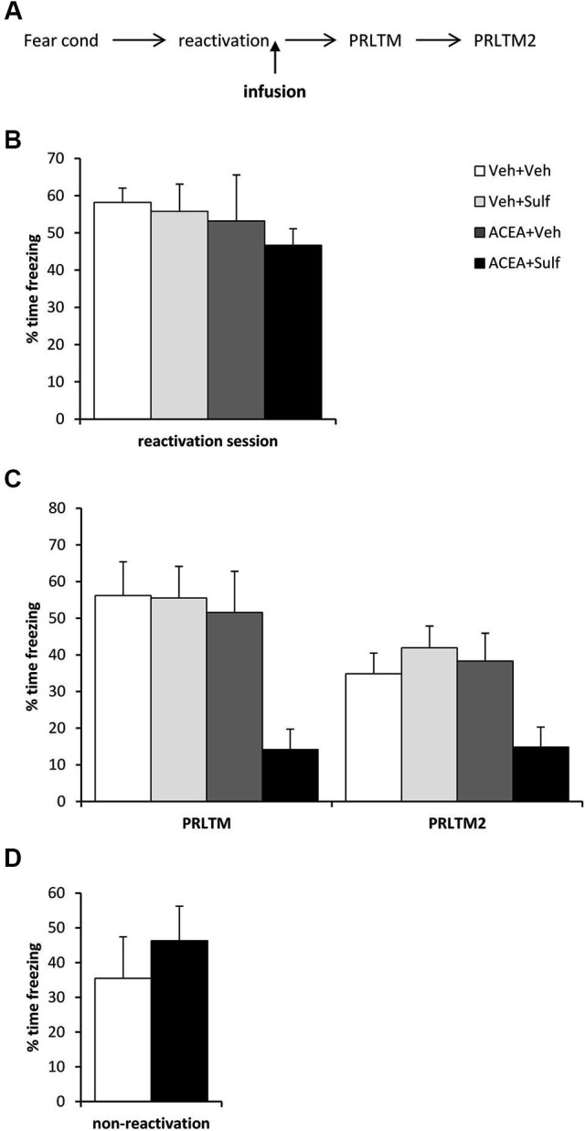 Stimulation of memory destabilization by CB1 receptor agonism. (A) Schematic representation of the experimental procedure. (B) Prior to infusion, there were no pre-existing differences in contextual freezing at memory reactivation. (C) Co-infusion of ACEA and sulfasalazine (Sulf) into the dorsal hippocampus immediately after memory reactivation impaired memory reconsolidation, whereas infusion of ACEA or Sulf alone had no amnestic effect. Contextual freezing was assessed 24 h (post-reactivation long-term memory, PRLTM) and 7 days (PRLTM2) after memory reactivation. (D) Co-infusion of ACEA and Sulf in the absence of memory reactivation did not affect subsequent contextual freezing. Data presented as mean + s.e.m. (N = 6–7 per group).