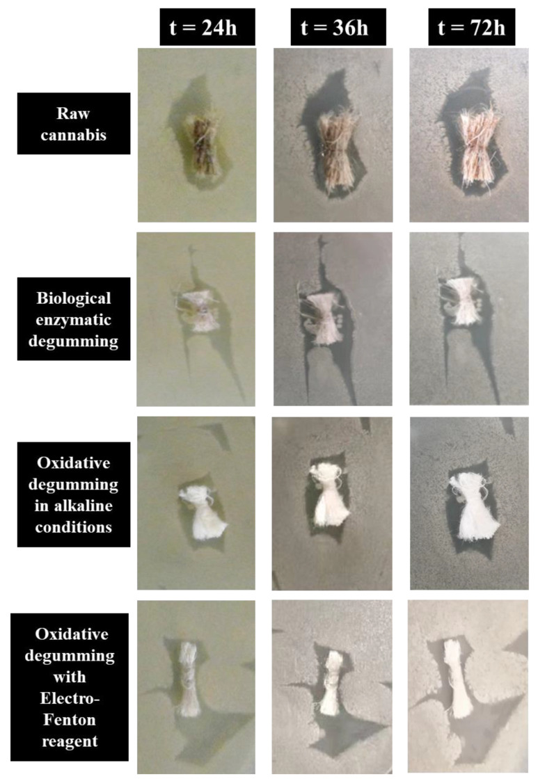 Comparison of antibacterial graphs of raw cannabis and degummed fiber.