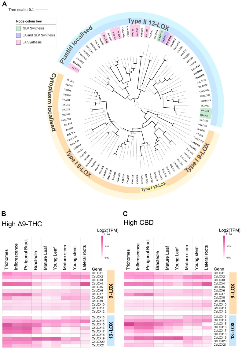 Phylogenetic relationship of LOX proteins and tissue series gene expression in Cannabis. (A) Phylogenetic relationship of lipoxygenase (LOX) proteins in Cannabis to several plant species, including Arabidopsis thaliana (AtLOX), Camelia sinensis (CamLOX), Nicotiana attenuata (NaLOX), Oryza sativa (OsLOX) Solanum lycopersicum (SlLOX), Vitis vinifera (VvLOX) and Zea mays (ZmLOX). Branches with Bootstrap values above 80 shown by greater line thickness (black). Cannabis LOX proteins are shown in bold. Functionally validated genes for corresponding LOXs are shaded as indicated by the key. Absolute expression (Log2 (mean TPM) of LOX genes in different tissue types of (B) high Δ9-THC and (C) high CBD chemotypes. RNA-Seq data reported by Jost et al. (2025). Protein sequences of Arabidopsis thaliana (At), Cannabis sativa (Cs), Camelia sinensis (Cam), Nicotiana attenuata (Na), Glycine max wild type (Gm) Oryza sativa (Os), Solanum lycopersicum (Sl) Zea mays (Zm) and Vitis vinifera (Vv) were used for phylogenetic analysis and PLAT/LH2 and lipoxygenase (LOX) domains identified using InterPro 1 (v.98.0). Non-Cannabis sequences without both domains were removed from the analysis. Ninety-one higher plant LOX proteins were used for phylogenetic analysis. The Marchantia polymorpha (common liverwort) LOX3 protein served as an outgroup. The alignment was trimmed of spurious sequences and only residues of the Interpro lipoxygenase super family (IPR000907) domain was compared. The multiple sequence alignment was generated using clustal omega (ver. 1.2.2) in Geneious prime (ver. 2023.0.4), and the phylogenetic tree was generated using the neighbor-joining method (Sievers and Higgins, 2021) and visualized using Interactive Tree Of Life (iTOL; v. 6.8.1) (Letunic and Bork, 2007).