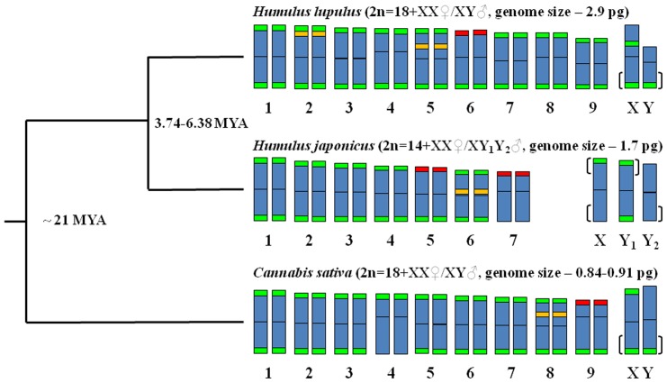 Simplified phylogeny of Cannabaceae genus included in idiograms.The phylogeny is according to the reference of [59]. Idiograms created based on data obtained in [21], [23], [24], [26], [55] and in this study. 5S rDNA: green signals; 45S rDNA: red signals; species-specific subtelomeric repeats (HSR-1for H. lupulus, HJSR for H. japonicus and CS-1 for C. sativa): green signal. The position of pseudoautosomal region on sex chromosomes is indicated by brackets. Time of divergence estimated in [60], [61], [62].