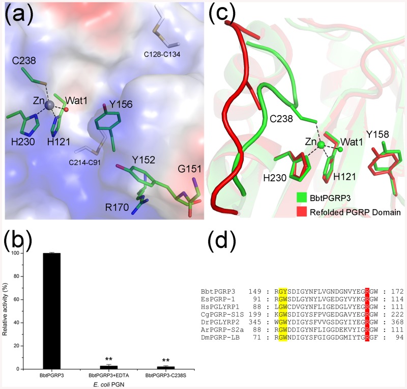 The C-terminal amidase domain of BbtPGRP3.(a) Surface representation of the BbtPGRP3 C-terminal PGRP domain. The zinc ion and its coordinating water molecule are displayed as lightblue and red spheres, respectively. The active-site residues and putative residues related to PGN-binding specificity are shown as sticks and colored in green. (b) Reactions containing RBB-labeled E. coli PGNs were incubated with 50 nM wild-type BbtPGRP3, EDTA-treated BbtPGRP3 and BbtPGRP3-C238S, respectively. Undigested PGNs were pelleted by centrifugation and the absorbance of the supernatants at 595 nm were determined. Results of activity are expressed as the percentage to the wild-type BbtPGRP3. The values are expressed as mean values ± SD of three independent experiments. All data were analyzed by t-test, and the statistical significance of the differences between experimental and a control group is shown with asterisks (**P<0.005). (c) Superposition of PGRP domain from full-length BbtPGRP3 against the refolded PGRP domain. The full-length BbtPGRP3 and refolded PGRP domain are colored in green and red, respectively. The zinc ion and its coordinating water molecule are displayed as spheres and the active-site residues are shown as sticks. (d) Multiple-sequence alignment of specificity-determining residues of PGRPs. Residues corresponding to Gly150/Tyr151 and Arg170 of BbtPGRP3 are highlighted in yellow and red, respectively. The sequences are (NCBI accession numbers codes in parentheses) Branchiostoma belcheri tsingtauense BbtPGRP3 (KR136228), Asterias rubens ArPGRP-S2a (ABB04460.1), Crassostrea gigas CgPGRP-S1S (BAG31896.1), Drosophila melanogaster DmPGRP-LB (NP_650079.1), Danio rerio DrPGLYRP2 (NP_001038631.1), Euprymna scolopes EsPGRP-1 (AAY27973.1) and Homo sapiens HsPGLYRP1 (NP_005082.1).
