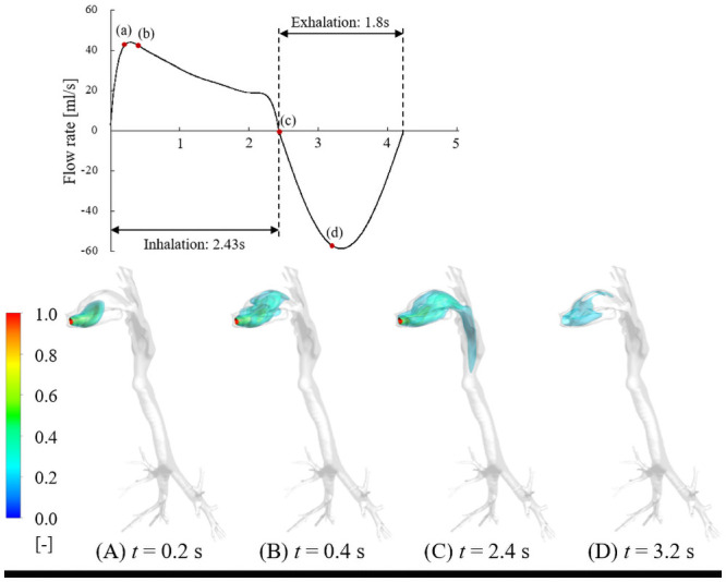 Time evolution of isosurfaces of non-dimensionalized THC concentration in respiratory tract under short puff.