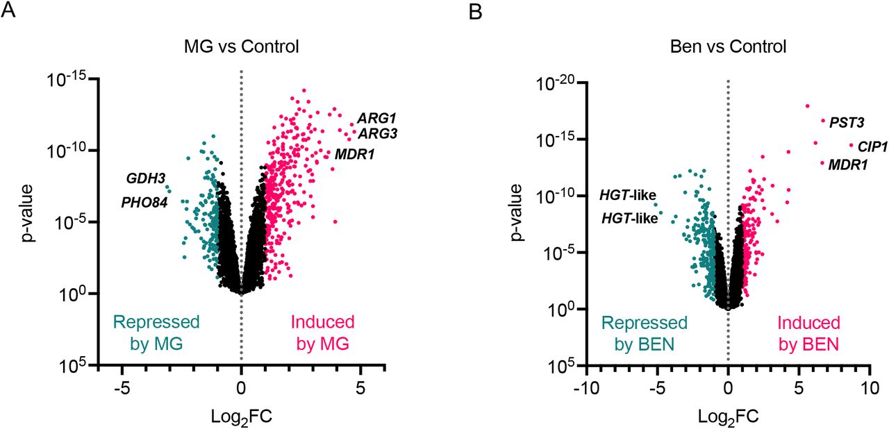 The transcriptional response of mrr1aΔ to either MG or BEN is overall similar to that of the B11221 WT parent strain.Volcano plots of all quantified genes in the mrr1aΔ mutant treated with either MG (A) or BEN (B). Each point represents a single gene; magenta points indicate genes that were significantly upregulated compared to the control condition, teal points indicate genes that were significantly downregulated compared to the control condition. MDR1 is shown along with the two most up- and down-regulated genes in each condition.