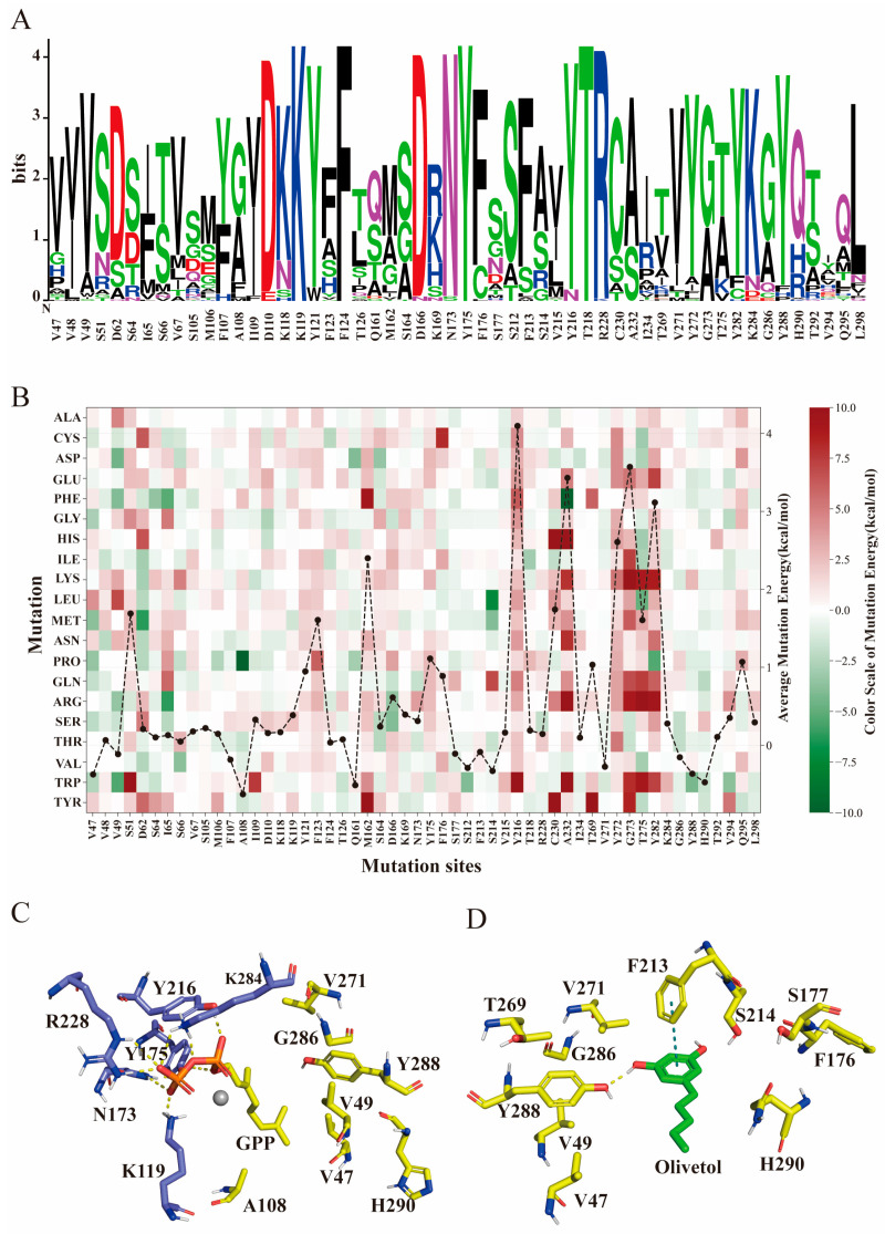 Rational engineering of NphB enzyme. (A) Conservation analysis of residues within the NphB active sites. (B) Gibbs free energy heatmap of residues within the NphB active sites. The black dots represent each mutation site, and the average change in binding energy after virtual saturation mutagenesis. (C) Interaction analysis between geranyl diphosphate (GPP) and surrounding residues. (D) Interaction analysis between olivetol and surrounding residues. Yellow dashed lines represent hydrogen bonds, while green dashed lines indicate π-π stacking.