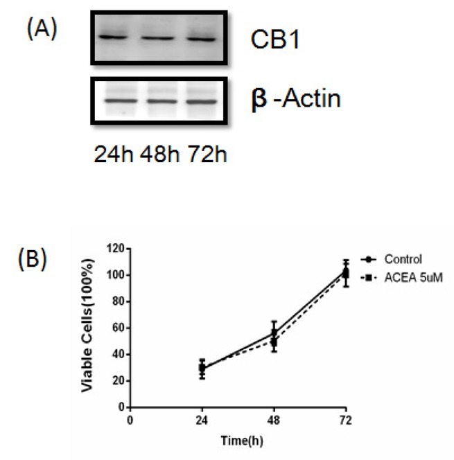 CB1 receptor agonist ACEA (5uM) had no effects on C6 cells proliferation. (A)CB1 receptor and β-Actin expression were detected by Western blot. There were no changes on the CB1 receptor expression in C6 cells cultivated for 24h, 48h and 72h. (B) ACEA (5 uM) had no effects no viability of C6 cells. Data were mean ± SEM from three replicate experiments. *P<0.05, **P<0.01 versus Control.
