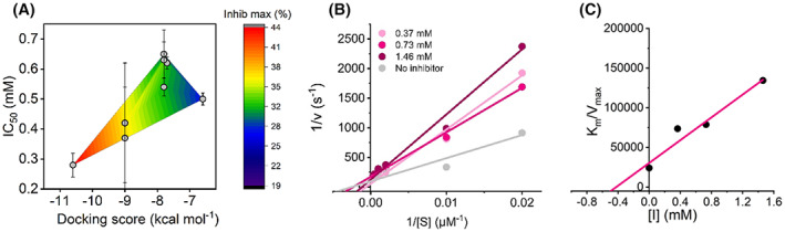 Additional kinetic investigation into the SCRA inhibition of MAO‐B turnover. (A) Comparison of in silico and in vitro data; the experimentally determined IC50 values of eight compounds are plotted against the computationally determined docking score. The overlaid heat map indicates the relationship of the maximum % inhibition with respect to the other parameters. (B) Kinetics study of the mechanism of MAO‐B inhibition by compound 8. A Lineweaver‐Burk plot for MAO‐B inhibition by 8 has been plotted where substrate concentrations of 50–3000 mm BZA were used in conjunction with three inhibitor concentrations. (C) Plot of K M/V max versus inhibitor concentration for the determination of the K i value of compound 8. Conditions, 24 μm MAO‐B, 50 mm HEPES, pH 7.5 + 0.5% Triton X‐100, All data were collected in triplicate and error bars indicate standard error.