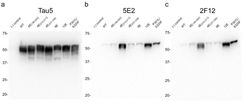 Epitope characterization of 5E2 and 2F12 antibodies using wild-type, mutant and phospho-mimetic tau proteins expressed in HEK293T cells. Tau5 (a), 5E2 (b), and 2F12 (c) immunoblotting labelling of HEK293T cells lysates expressing wild-type (WT), phospho-mimetics, and P301L/S320F tau proteins. Relative mobilities of molecular-weight markers are indicated on the left side of each blot. Numbering is according to the longest tau isoform present in the CNS.