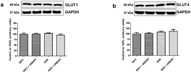 The effect of chronic URB597 treatment on total expressions of glucose transporter 1—GLUT1 (a) and glucose transporter 4—GLUT4 (b) in the left ventricle of the control Wistar Kyoto rats (WKY) and spontaneously hypertensive rats (SHRs). Total expressions of the above proteins were presented as a percentage difference compared to the control group, which was set as 100%. The data are expressed as the mean ± SD, n = 6 in each group.