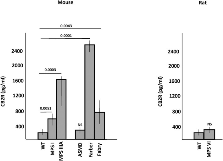 CB2R plasma levels in lysosomal storage disorder (LSD) animal models. Plasma was collected from aged LSD mice and rats and CB2R levels were measured by ELISA. At the time of the analysis the mucopolysaccharidosis (MPS) I mice were 8 months, MPS IIIA mice 8 months, ASMD (ASMKO mice) 5 months, Farber mice 2 months, and Fabry mice 8 months. The MPS VI rats were 8 months of age. Results were compared to wild‐type (WT) animals derived from within the individual colonies. Since there was little variation among the WT mice from different colonies, genders and ages, these data were combined to generate more statistical power (n = 38 for WT and 8 animals/group for each of the disease models). Farber, MPS IIIA, Fabry and MPS I mice exhibited significant differences when compared to WT (p values are indicated). Bar heights indicate the mean values from three independent experiments. NS = non‐significant (p > 0.05).