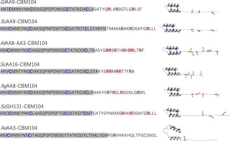 Amino acid sequences and three-dimensional structural models of seven CBM104s. Amino acid residues predicted to form α-helices are highlighted with a gray background. Cysteine residues that form disulfide bonds linking α-helices are indicated in bold blue and shown as blue sticks. Arginine residues, which are abundant in the flexible regions at the C-termini of α-helices, are also indicated in bold red and shown as red sticks.