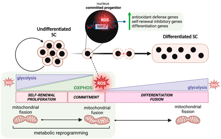 Interplay of mitochondrial dynamics and metabolic reprogramming during stem cell differentiation. Stem cells either undergo self-renewal in order to maintain the stem cell population or undergo differentiation, giving rise to more specialized cell types. Self-renewing and quiescent stem cells, such as hematopoietic stem cells (HSCs), neural stem cells (NSCs), and mesenchymal stem cells (MSCs), possess low metabolic activity, generally favoring glycolytic metabolism, and exhibit fragmented mitochondrial phenotypes. The metabolic shift from glycolysis to oxidative phosphorylation (OXPHOS) marks the onset of stem cell commitment and differentiation, which is accompanied by a transiently elongated mitochondrial phenotype and greater reactive oxygen species (ROS) production. In NSCs, acute ROS production serves to activate downstream nuclear targets, thereby upregulating NRF2 transcription and promoting NSC differentiation gene expression. Created with Bio Render.com. Accessed on 19 June 2023.