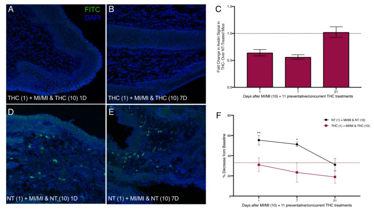 Reduced vaginal mast cell density and ano-genital sensitivity following intra-vaginal preventive THC treatments before and during 10 vaginal MI challenges in previously sensitized ND4 female mice. (A,B,D,E) Representative images of vaginal canal tissue from THC-treated (A,B) and NT (D,E) MI-challenged mice one and seven days after the 10th MI challenge. Mast cells stained with FITC-conjugated avidin (green) and nuclei counterstained with DAPI (blue); 200× magnification. (C) Mast cell density displayed as fold change in avidin+ signal intensity of the THC-treated over NT mice; n = 3–7 mice/treatment group. (F) Ano-genital tactile sensitivity of preventive THC-treated and NT mice at 1, 7, and 21 days after the 10th MI challenge; 8–9 mice/treatment group. Red dotted line denotes 33% hyperalgesia threshold. Results displayed as mean ± SEM. Significance with respect to control group * p < 0.05 and ** p < 0.01.