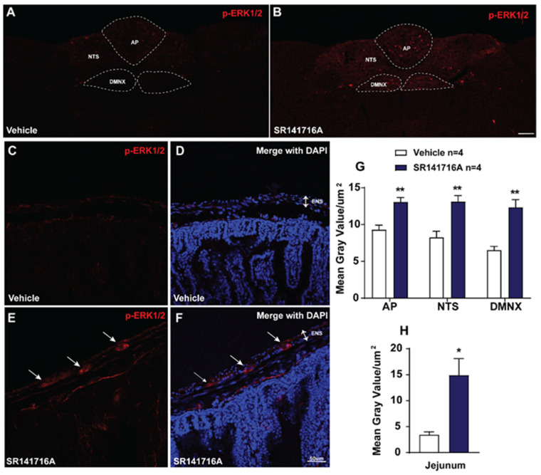 Immunohistochemical analysis of ERK1/2 phosphorylation following CB1 receptor inverse agonist/antagonist SR141716A (20 mg/kg, i.p.)-induced vomiting. Least shrews were sacrificed 15 min after vehicle or SR141716A injection (20 mg/kg, i.p.) (n = 4 shrews per group). Brainstem sections (20 μm) and intestinal jejunum sections (25 μm) were stained with rabbit anti-phospho-ERK1/2 antibody and Alexa Fluor 594 donkey anti-rabbit secondary antibody. Nuclei were stained with DAPI in blue. Representative tile scan images (20×) show a strong upregulation of ERK1/2 phosphorylation in the brainstem dorsal vagal complex (DVC) in response to SR141716A (B) compared with the vehicle-treated group (A). Quantified data shows the SR141716A-induced upregulation of ERK1/2 phosphorylation in the AP, NTS and DMNX in least shrew brainstem (G). Scale bar = 100 μm. Representative single-filed images (60×) also show ERK1/2 phosphorylation evoked by SR141716A compared with vehicle in the ENS in the least shrew intestinal jejunum (C–F). Scale bar = 50 μm. Dashed lines delineate the boundaries of the AP, NTS, and DMNX (A,B); arrows indicate representative immunopositive signals (E,F). Statistical analysis of mean gray value of ERK1/2 phosphorylation evoked by SR141716A (20 mg/kg, i.p.) in the ENS in least shrew intestinal jejunum (H). Values represent the mean gray value of evoked ERK1/2 phosphorylation of each region per section and are presented as mean ± SEM. * p < 0.05, ** p < 0.01 vs. vehicle, unpaired t-test.