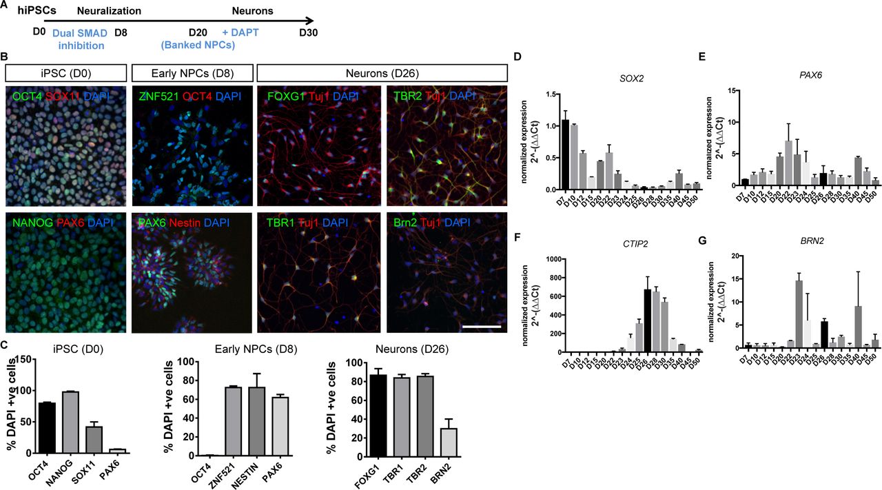 Generation of glutamatergic cortical neurons from hIPSCs.(A) Schematic of hiPSC differentiation protocol used. (B) Representative images of hiPSCs, NPCs and neurons immunostained for markers of specific cell linages. (C) Number of DAPI positive cells expressing markers of hiPSC, NPC and neuronal cell fate; error bars represent standard deviations (SD). (D-G) Expression profile of cell fate markers determined between day 7 and 50 following induction of neural differentiation; error bars represent SD.