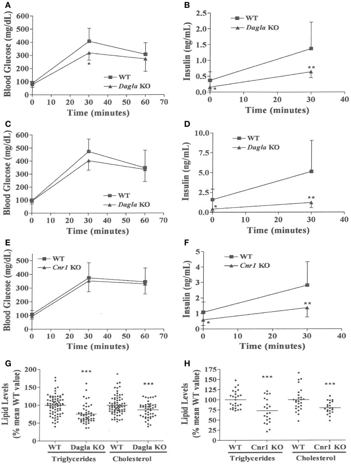 Improved OGTT and fasting serum lipid measurements in Dagla and Cnr1 KO mice. (A) Glucose excursions, and (B) 0 and 30 min insulin levels, from an OGTT performed on HFD-fed male Dagla KO mice (N = 12) and their WT littermates (N = 14) at 16 weeks of age. (C) Glucose excursions, and (D) 0 and 30 min insulin levels, from an OGTT performed on and independent cohort of HFD-fed male Dagla KO mice (N = 10) and their WT littermates (N = 6) at 18 weeks of age. (E) Glucose excursions, and (F) 0 and 30 min insulin levels, from an OGTT performed on HFD-fed male Cnr1 KO mice (N = 14) and their WT littermates (N = 15) at 16 weeks of age. For (A–F) above, KO glucose AUC and insulin levels different from WT, *P < 0.05, **P < 0.01. Normalized fasting serum triglyceride and total cholesterol levels from (G) adult Dagla KO mice (N = 47) and their WT littermates (N = 70), and (H) adult Cnr1 KO mice (N = 21) and their WT littermates (N = 26); KO different from WT, ***P < 0.001.