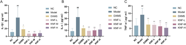 KN decoction alleviates serum inflammatory indicators in PIA rats (n = 10). (A) Serum IL-1β levels measured in rats; (B) Serum IL-6 levels measured in rats; (C) Serum TNF-α levels measured in rats. ## p < 0.01 compared to the Normal Control. ∗ p < 0.05, ∗∗ p < 0.01 compared to the Model. NC: normal control; Model: PIAs model; DXMS: Dexamethasone; KNF-L: low dose of KN Decoction (4.9 g/kg); KNF-M: medium dose of KN Decoction (9.8 g/kg); KNF-H: high dose of KN Decoction (19.6 g/kg).