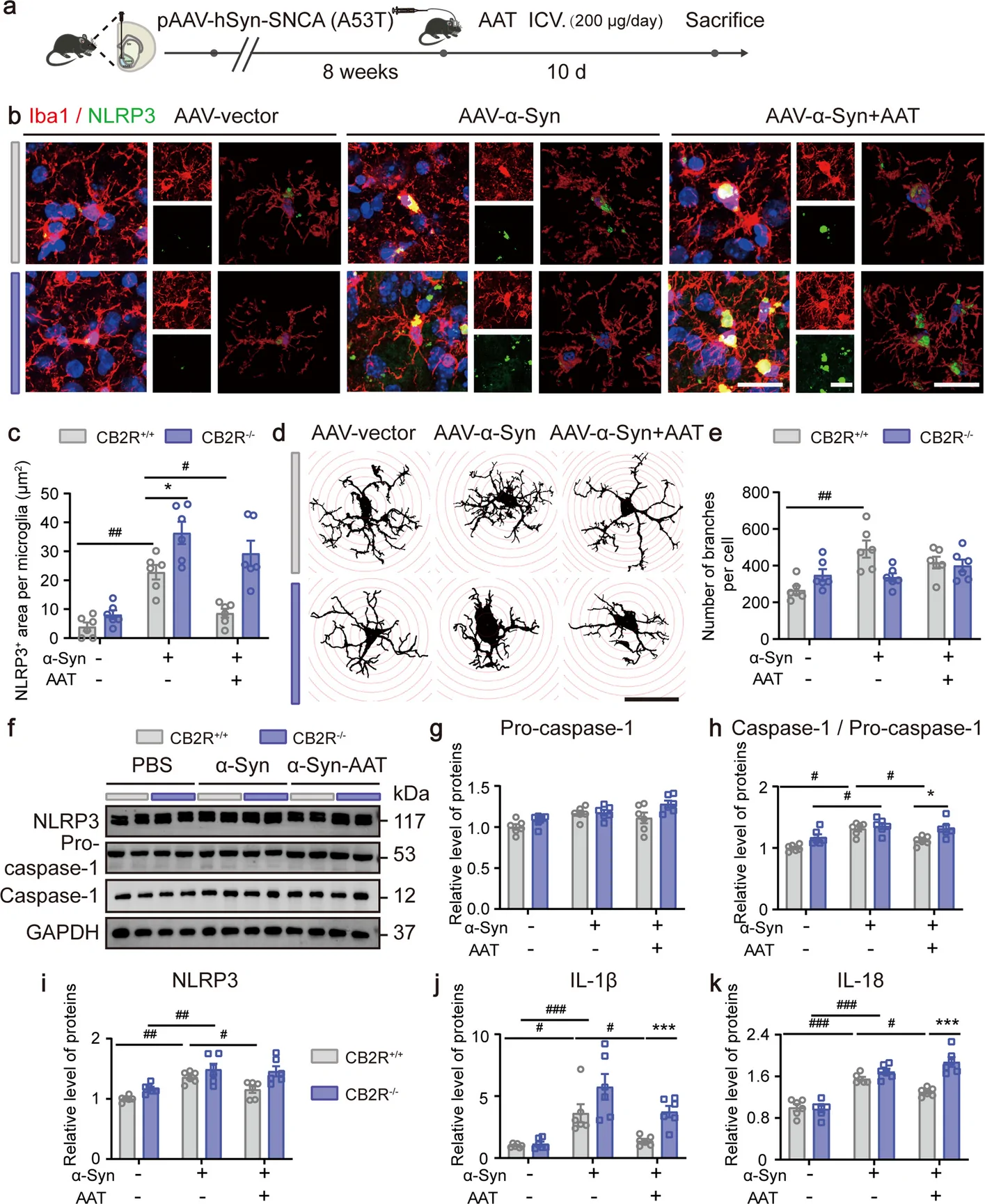 Cnr2 deficiency diminishes the anti-inflammatory effects of AAT on microglial NLRP3/caspase-1-related signaling. a The schematic graph illustrates the experimental protocol. b IF staining for Iba1 (red) and NLRP3 (green) and the 3D reconstruction image via Imaris were performed in different group. Scale bar: 20 μm. c Data of the NLRP3+ fluorescence density per microglia (n = 6). d The sholl images of the microglial morphological changes for different groups, starting radius: 4 μm, radius step size: 3 μm, scale bar: 20 μm. e Sholl analysis and skeleton analysis of microglia showed the processes and branches between six groups. (n = 6). f Representative western blots and (g-i) densitometric analysis of NLRP3, pro-caspase-1, and caspase-1 expression in primary microglia. The different protein levels were normalized against GAPDH level (as a control) (n = 4). j, k ELISA assay revealed the changes in IL-1β and IL-18 level (n = 6). The data are presented as the mean ± SEM and assessed by two-way ANOVA followed by Tukey's multiple comparisons test. #p < 0.05, ##p < 0.01, ###p < 0.001, between mice treated with AAV-vector, AAV-α-syn and AAV-α-syn + AAT; *p < 0.05, **p < 0.01, ***p < 0.001, compared between CB2R+/+ and CB2R.−/− mice with different treatment. ICV, intra-cerebroventricular injection; IL-1β, interleukin-1β (Il1b); IL-18 (Il18), interleukin-18