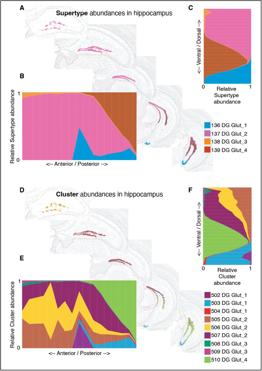 Spatial distribution of dentate granule cells within the Yao et al. 2023 ABC MERFISH atlas.(A-C) Supertype 138 DG Glut_3 (orange) is a rare population biased toward anterior/dorsal hippocampus.(D-F) Clusters 508 and 50G DG Glut_3 are sub-populations of 138 DG Glut_3 roughly co-equal in proportion and distribution.
