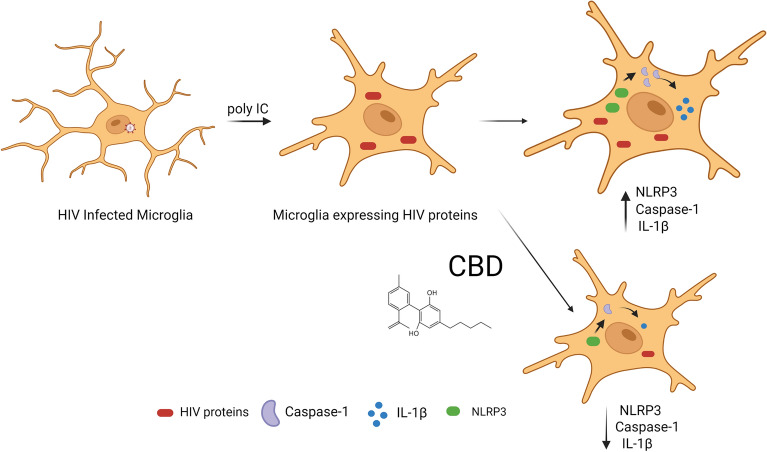 Representation of the mechanisms of action of the CBD on HIV infected microglia cells.