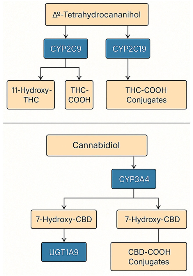 Integrated model of THC and CBD metabolism.