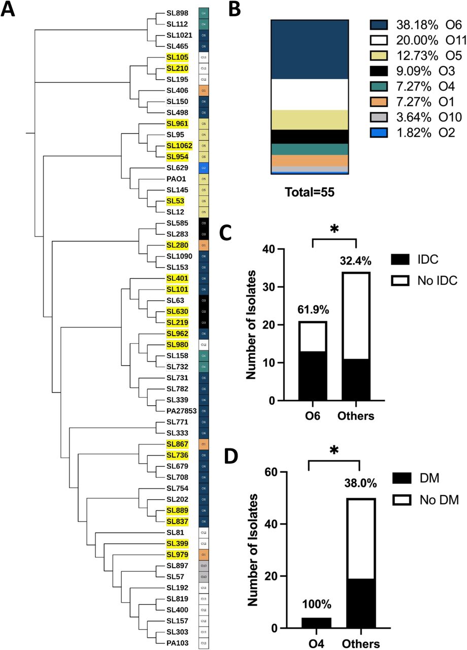 Genotypic and phylogenetic characterization of 55 Pseudomonas aeruginosa UTI clinical isolates. (A) Phylogenetic tree of 55 P. aeruginosa clinical isolates and type strains PAO1, PA103, and PA2785316 with novel ST types (highlighted in yellow) and serotypes indicated. (B) Serotype prevalence in the clinical isolates (n=55) determined by PAst. Bar graphs indicate the number of isolates from (C) patients with indwelling catheters (IDCs) for serotype O6 versus all other serotypes and (D) patients with diabetes mellitus (DM) for serotype O4 versus all others. Fisher’s exact test was used to determine significance between groups (*P<0.05).