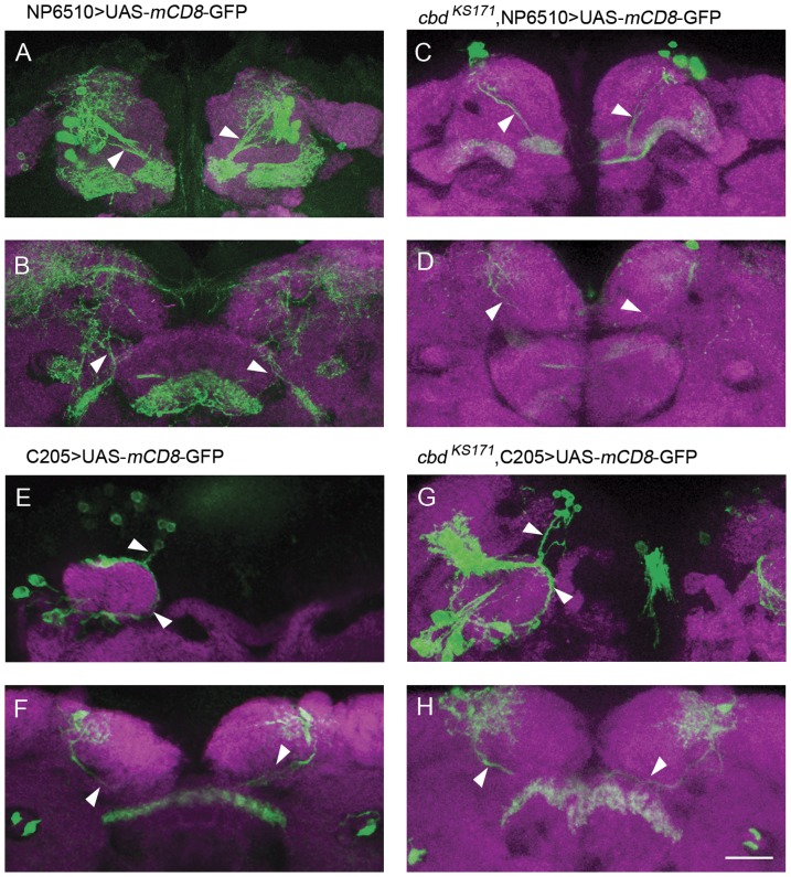 The projection tracts of both F1 neurons and F5 neurons appeared to be normal in cbd KS171 mutants.(A–D) Neural projection and arborizations of F1 neurons in wild type flies and cbd KS171 mutants. (E–H) Neural projection and arborizations of F5 neurons in wild type flies and cbd KS171 mutants. Scale bar, 25 µm. Arrowheads indicate the normal neural projection.