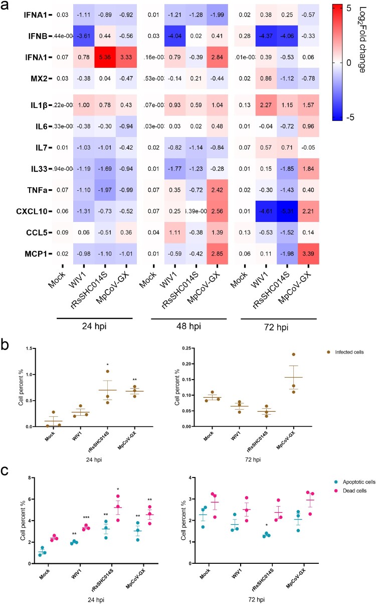 Host responses to animal-borne coronavirus infection in hLOs. (a) Induction of antiviral and inflammatory responses by infection of three animal-borne coronaviruses (MOI = 0.1). Organoid cell samples were harvested at 24, 48 and 72 hpi (n = 3). Gene expression was quantified by qRT-PCR. (b) Proportion of infected cells in hLOs after viral infection (MOI = 1). (c) Cell death and apoptosis rates induced by infection (MOI = 1). Organoid samples were digested into single cells, stained with apoptosis and death probe, fixed, and labelled with virus NP antibodies for flow cytometry analysis (n = 3). Data are the mean ± SEM. Statistical significance is analysed by Student’s t-test (*p < 0.05; **p < 0.01; ***p < 0.001; ****p < 0.0001).