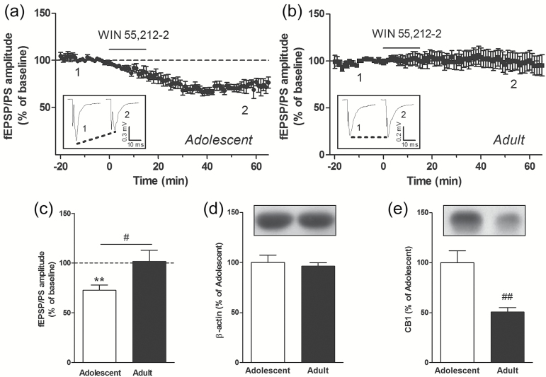 The cannabinoid receptor agonist WIN 55,212-2 (WIN) ((R)-(+)-[2,3-dihydro-5-methyl-3-(4-morpholinylmethyl)pyrrolo[1,2,3-de]-1,4-benzoxazin-6-yl]-1-naphthalenylmethanone mesylate) induces long-term depression (LTD) in the nucleus accumbens (NAc) of adolescent but not adult mice. Graphs show the time course of the effect of WIN (1 µM), applied for 15 minutes in the perfusion solution at the time indicated by the black bar, on the mean (±SEM) amplitude of the field excitatory postsynaptic potentials/population spike (fEPSP/PS) measured in the NAc (a-b). Data is expressed as a percentage of baseline fEPSP/PS in n=8 slices from adolescent mice (a) and n=9 slices from adult mice (b). Insets show records of fEPSP/PSs measured in 2 slices at the time points indicated on the graphs, that is, before (1) and 50 to 60 minutes after (2) perfusion with WIN. Average magnitude of WIN-induced inhibition measured 55 to 60 minutes after the start of the perfusion of WIN in slices from adolescent (white bar) and adult (black bar) mice (c). ** P<.01 compared with baseline (paired Student’s t test); # P<.05 (unpaired Student’s t test). Protein levels of β-actin (d) and cannabinoid type 1 receptor (CB1) (e) in the NAc of adolescent (n=12) and adult (n=8) mice expressed as a percentage of the levels measured in adolescent mice. ## P<.01 (unpaired Student’s t test).