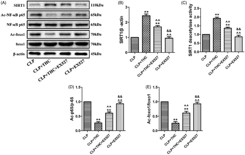 THC could protect renal tissue from sepsis-induced AKI through the activation of SIRT1. (A) Representative blots. (B) SIRT1 expression. (C) Relative SIRT1 activity. (D) Ac-NF-κB expression. (E) Ac-foxo1 expression. Data were presented as the mean ± SEM (n = 6 in each group). **p< .01 vs. the CLP group, ^^p< .01 vs. the CLP + THC group, &&p< .01 vs. the CLP + THC + EX527 group.