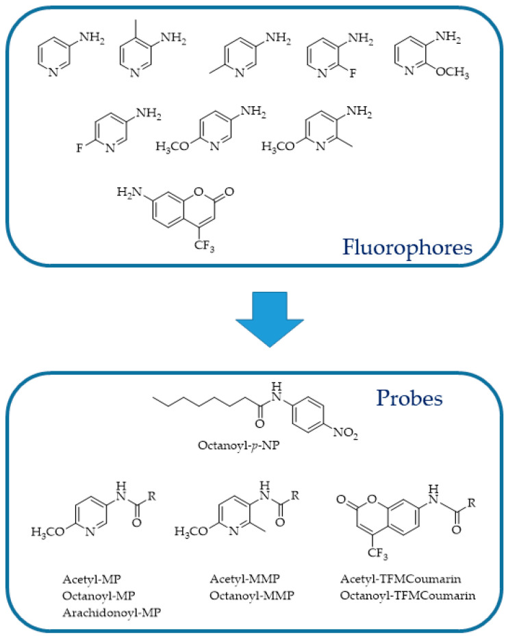 Structures of fluorescent reporters and substrates [120].
